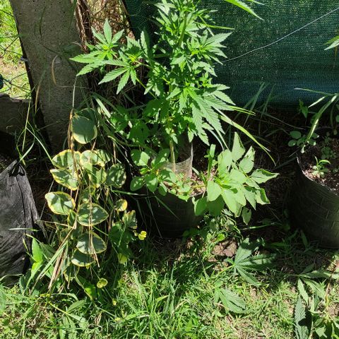 Genética desconocida growlog timeline photo