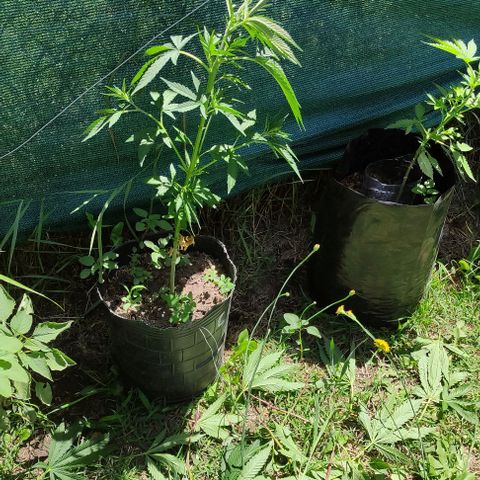 Genética desconocida growlog timeline photo