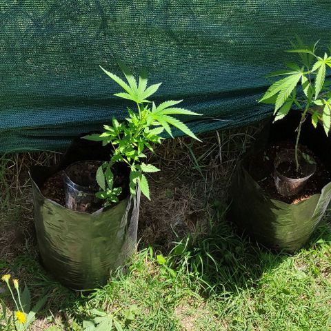Genética desconocida growlog timeline photo