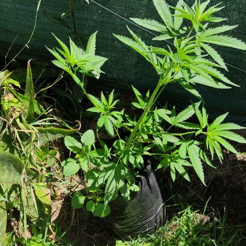 Genética desconocida growlog timeline photo