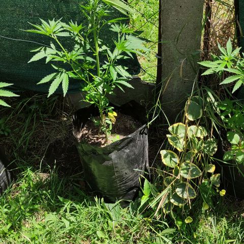 Genética desconocida growlog timeline photo