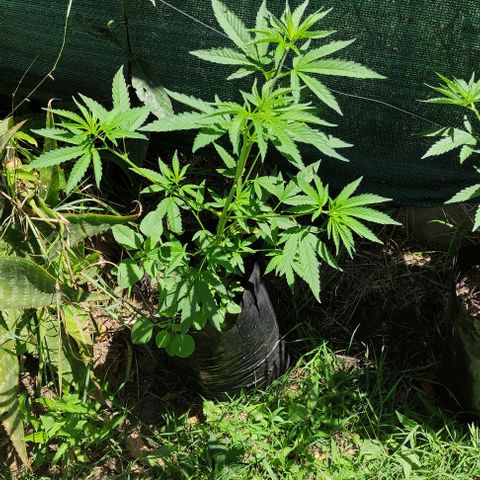 Genética desconocida growlog timeline photo