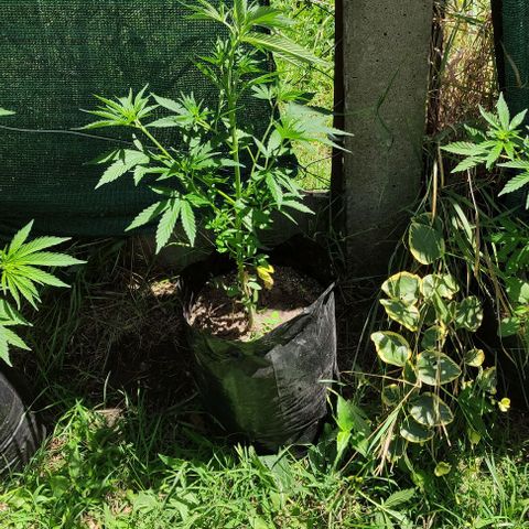 Genética desconocida growlog timeline photo