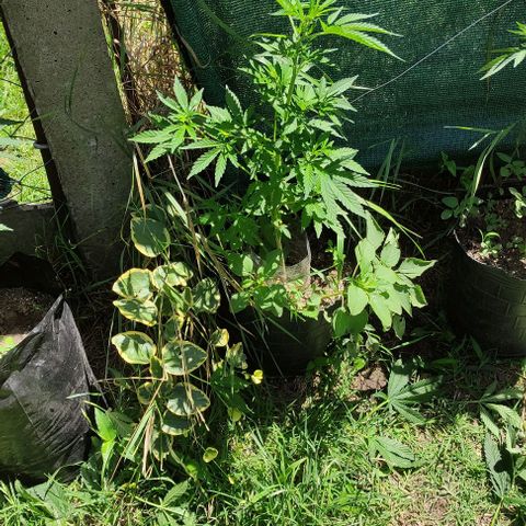 Genética desconocida growlog timeline photo