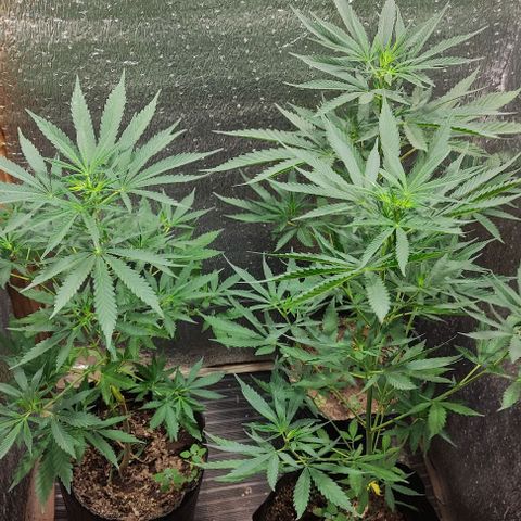 Genética desconocida growlog timeline photo