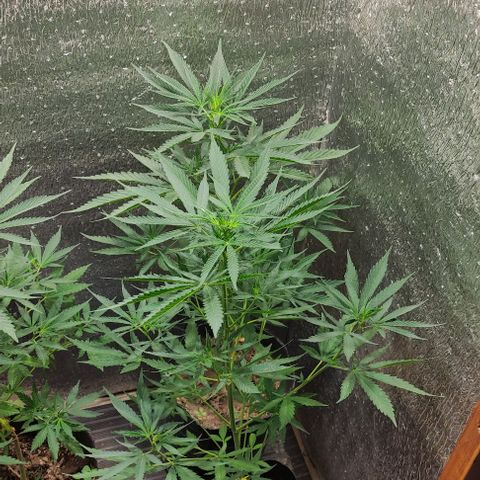 Genética desconocida growlog timeline photo