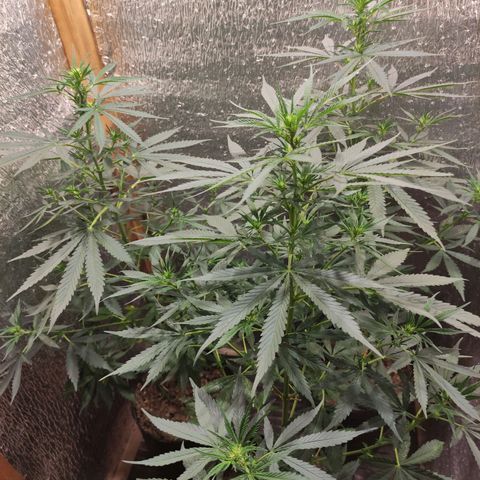 Genética desconocida growlog timeline photo
