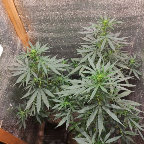 Genética desconocida growlog timeline photo