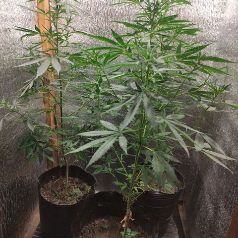 Genética desconocida growlog timeline photo