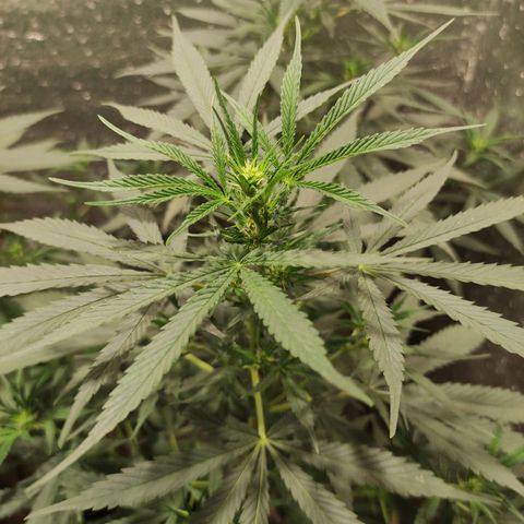 Genética desconocida growlog timeline photo