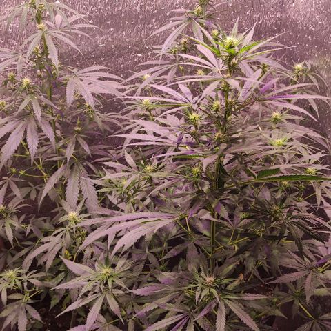 Genética desconocida growlog timeline photo