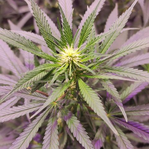 Genética desconocida growlog timeline photo