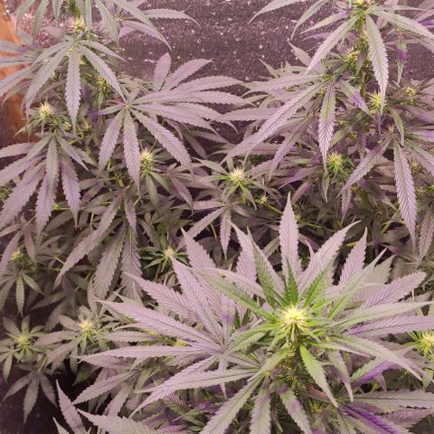 Genética desconocida growlog timeline photo