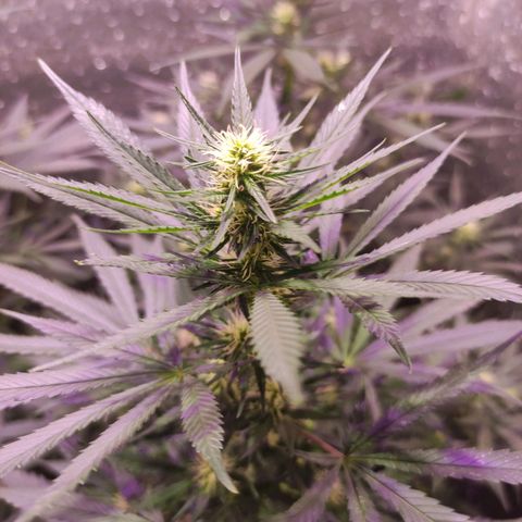 Genética desconocida growlog timeline photo