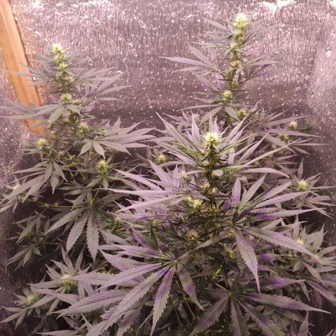 Genética desconocida growlog timeline photo