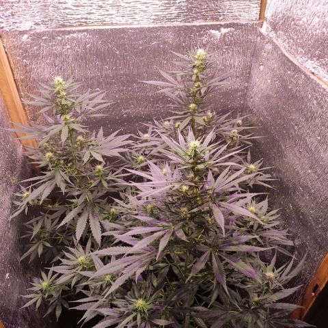 Genética desconocida growlog timeline photo