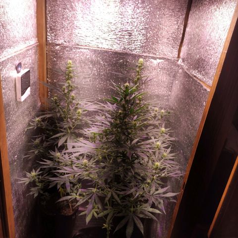 Genética desconocida growlog timeline photo