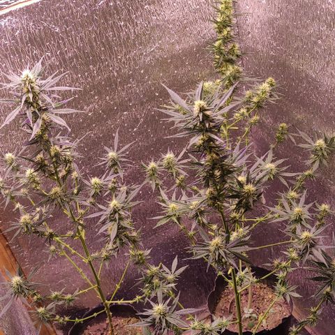 Genética desconocida growlog photo: se erradico una plaga de pulguillas, podando y pasándole un killmix