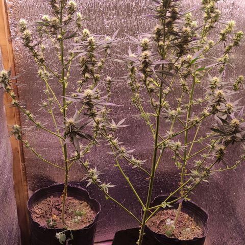 Genética desconocida growlog photo: se erradico una plaga de pulguillas, podando y pasándole un killmix