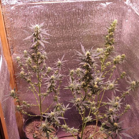 Genética desconocida growlog timeline photo