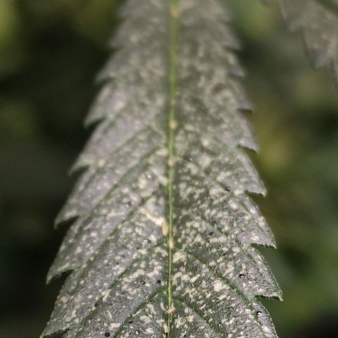 Genética desconocida growlog photo: pulguillas de mierda