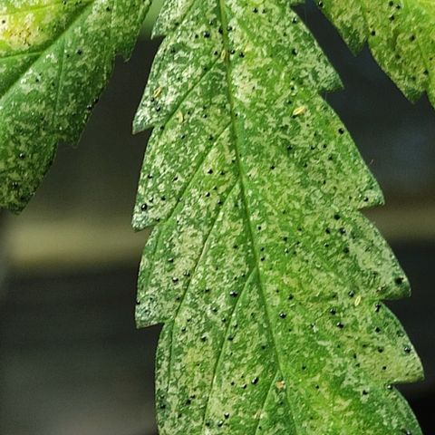 Genética desconocida growlog timeline photo