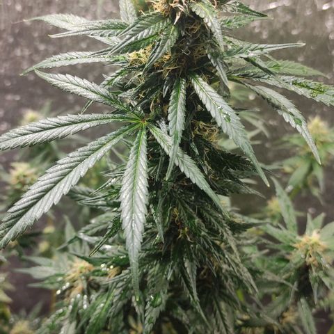 Genética desconocida growlog timeline photo