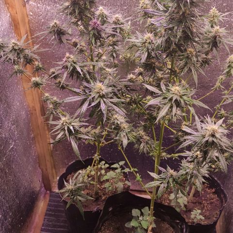 Genética desconocida growlog timeline photo
