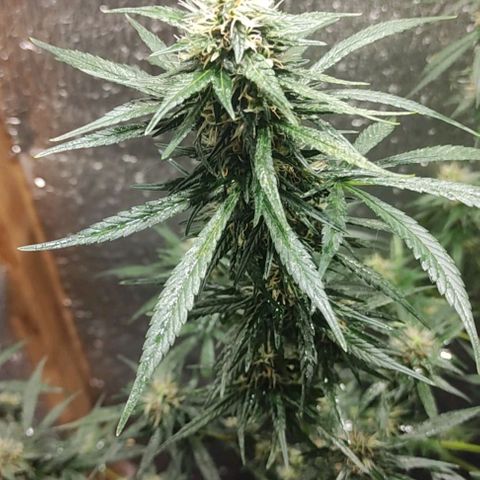 Genética desconocida growlog timeline photo