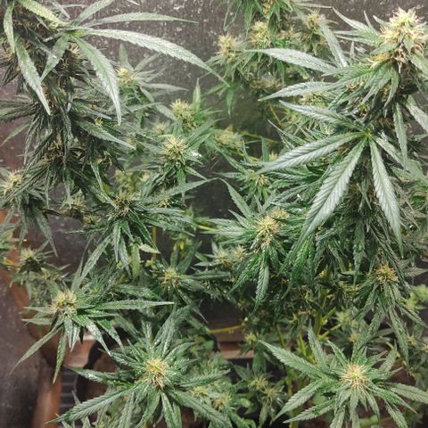 Genética desconocida growlog timeline photo
