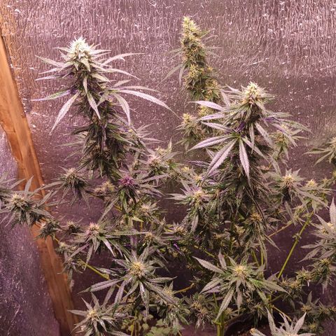 Genética desconocida growlog timeline photo
