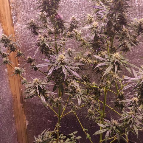 Genética desconocida growlog timeline photo
