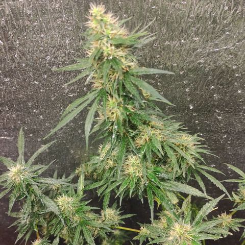 Genética desconocida growlog timeline photo
