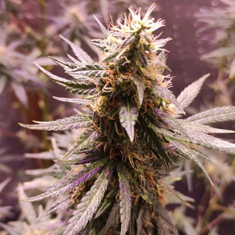 Genética desconocida growlog timeline photo