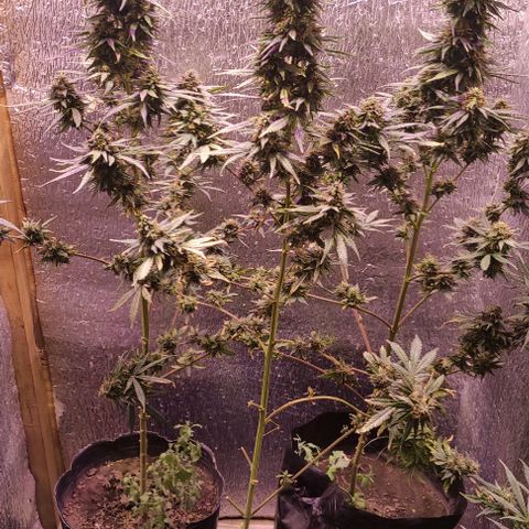 Genética desconocida growlog timeline photo