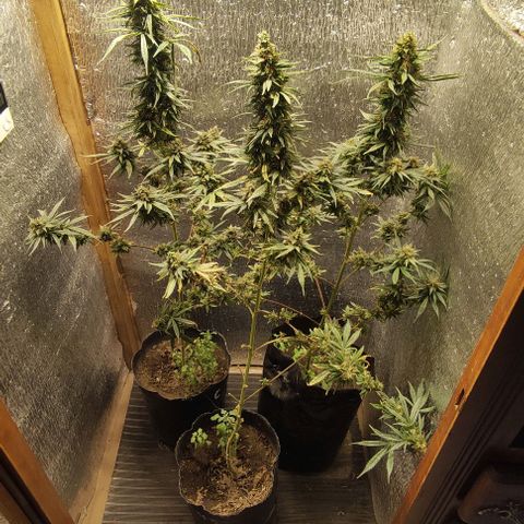 Genética desconocida growlog timeline photo
