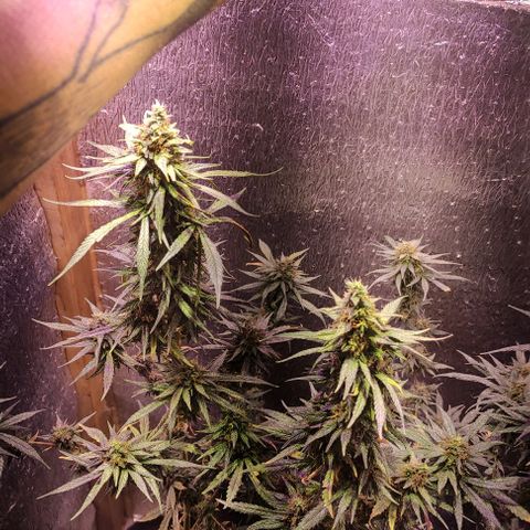 Genética desconocida growlog timeline photo