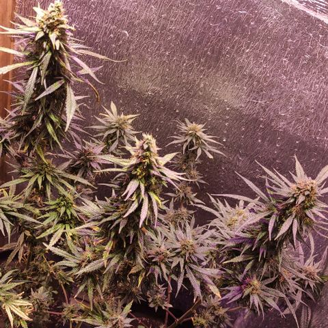 Genética desconocida growlog timeline photo