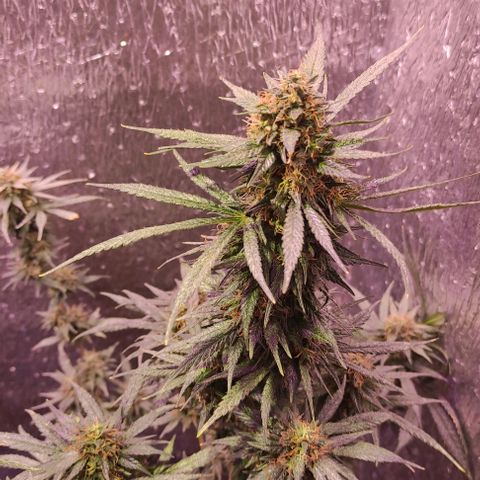 Genética desconocida growlog timeline photo
