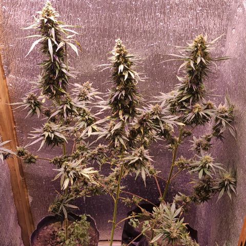 Genética desconocida growlog timeline photo