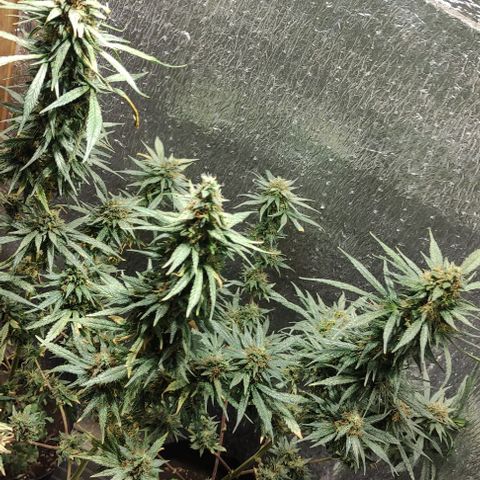 Genética desconocida growlog timeline photo