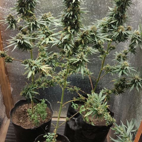 Genética desconocida growlog timeline photo