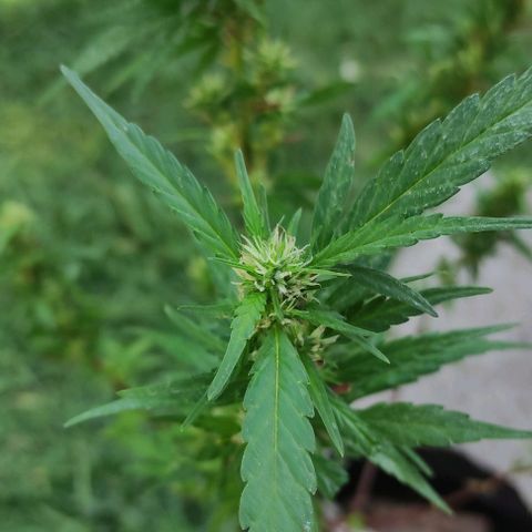 Genética desconocida growlog timeline photo