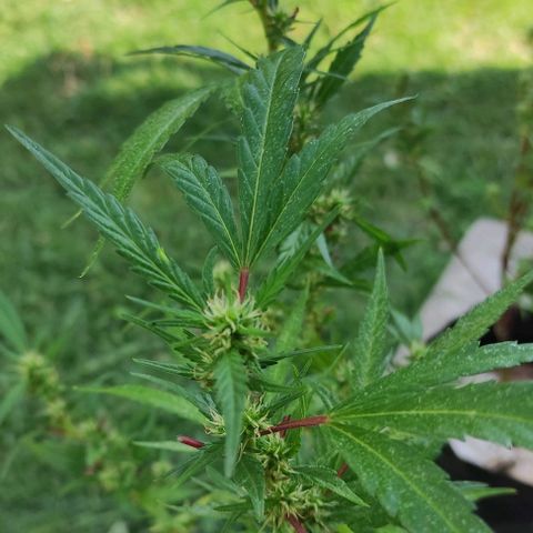 Genética desconocida growlog timeline photo