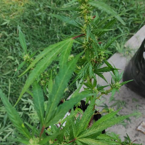 Genética desconocida growlog photo: poda y vauveria, en una semana se meten adentro