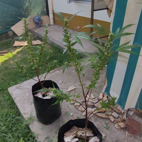 Genética desconocida growlog photo: poda y vauveria, en una semana se meten adentro