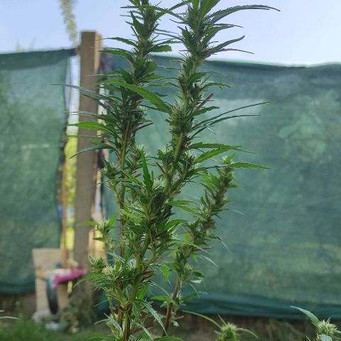 Genética desconocida growlog photo: poda y vauveria, en una semana se meten adentro