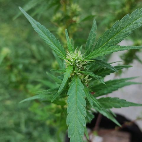 Genética desconocida growlog photo: poda y vauveria, en una semana se meten adentro