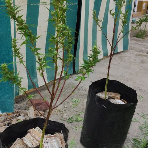 Genética desconocida growlog photo: poda y vauveria, en una semana se meten adentro