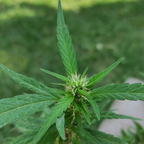 Genética desconocida growlog photo: poda y vauveria, en una semana se meten adentro
